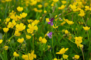 Obraz premium Yellow forest flowers, with a few purple ones standing out, create a vibrant carpet against a green background. This close-up shows the diversity and beauty of wildlife, blooming in the forest.