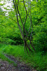 An overgrown forest path leads into lush green trees forming a dense canopy. This shot conveys the atmosphere of a peaceful forest space, ideal for hiking and exploring Ukrainian nature.