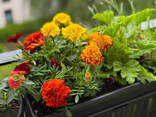 Blooming yellow orange and red Tagetes erecta marigolds decorative flowers in flower pot in balcony garden close up