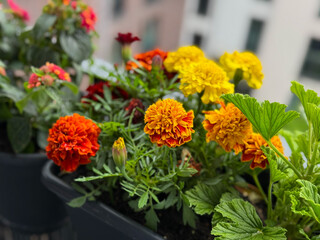 Blooming yellow orange and red Tagetes erecta marigolds decorative flowers in flower pot in balcony garden close up