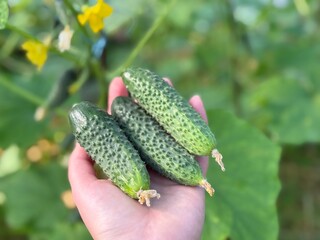 Fresh Organic Cucumbers Harvested by Hand in Greenhouse Garden close up