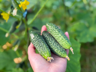 Fresh Organic Cucumbers Harvested by Hand in Greenhouse Garden close up
