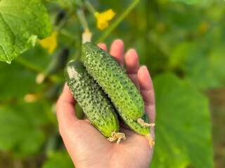 Fresh Organic Cucumbers Harvested by Hand in Greenhouse Garden close up