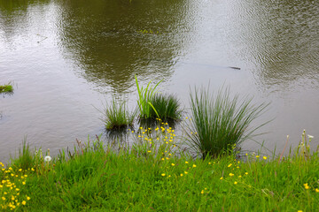 Steppe grass with vibrant yellow flowers on the bank of a body of water, with sun reflections on the water.