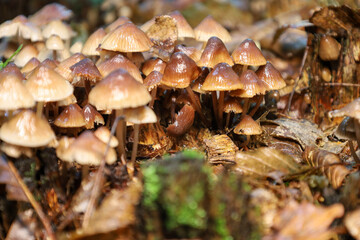 Clusters of small mushrooms emerging from the forest floor amidst fallen leaves and twigs.