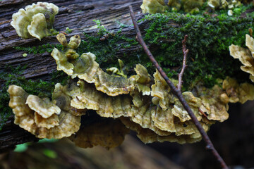 Stunning bracket fungi growing on an old tree trunk covered in green moss. This macro shot captures...
