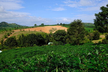 Cassava plantation on a rural  farm.  Kontum. Vietnam.