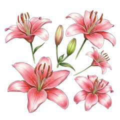 Adobe Illustrator Artwork