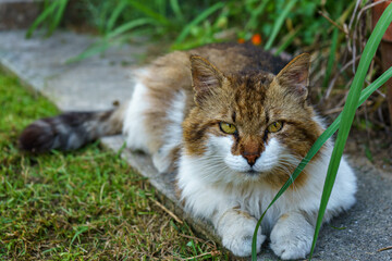 A beautiful, long-haired calico cat with striking green eyes rests on a stone path amidst green grass.