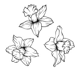 Set of daffodil flower buds . Hand drawn vector illustration narcissus isolated on white background. Black and white contour drawing of daffodil or narcissus blooming flowers.