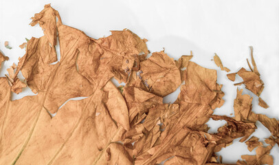 Dry yellow leaves are dry, cracked, placed on a white background