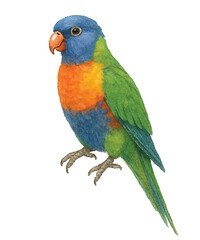 Adobe Illustrator Artwork