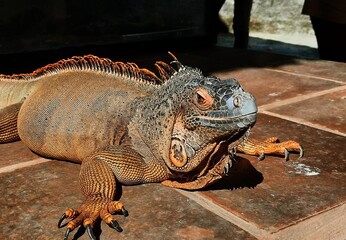 portrait of iguana