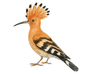 Adobe Illustrator Artwork © Natallia