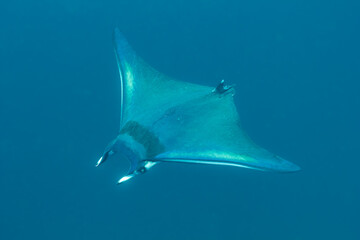 Riesen Mantarochen auf Galapagos
