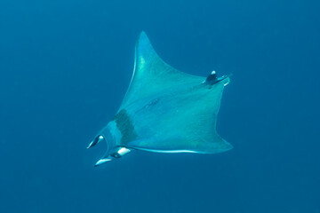 Riesen Mantarochen auf Galapagos
