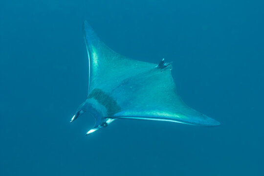 Riesen Mantarochen auf Galapagos
