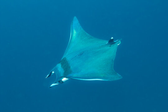 Riesen Mantarochen auf Galapagos
