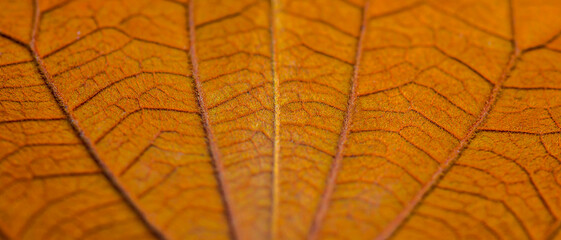 Obraz premium Details surface of the leaves.