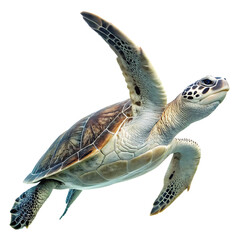  Large Sea Turtle Swimming