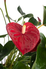 Anthurium andraeanum in studio