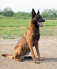 belgian shepherd in nature