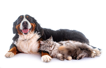 maine coon cat and bernese mountain dog