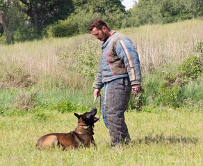 training of belgian shepherd