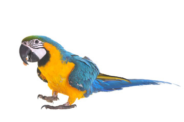 Blue-and-yellow macaw in studio