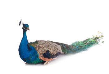 peacock in studio