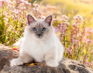 birman cat in nature