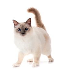 birman cat in studio