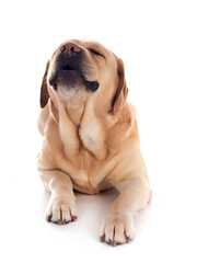 adult labrador retriever
