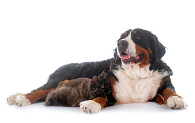 maine coon cat and bernese mountain dog