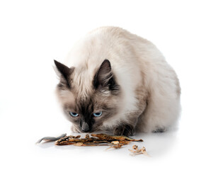 siberian cat in studio