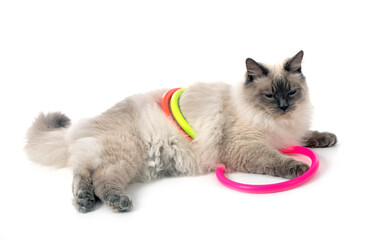siberian cat in studio