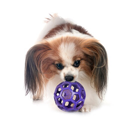 papillon dog in studio