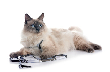 siberian cat in studio