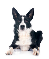 young border collie