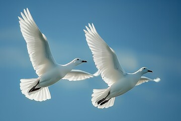 Two Majestic White Birds Soar Gracefully Against a Clear Blue Sky in Perfect Harmony