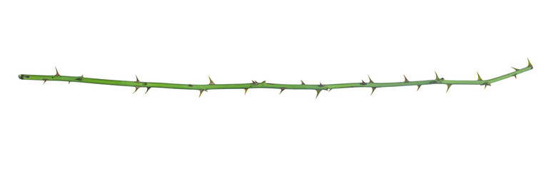 Green rose branch with thorns isolated on white background.