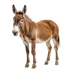 Obraz premium Playful Donkey isolated on white or transparent background, png. Easy to place on any other background