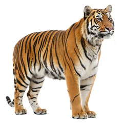 A large male Bengal tiger standing proudly isolated on a transparent background