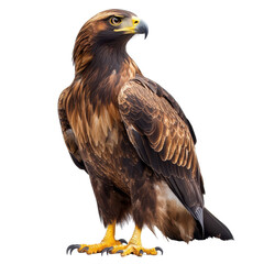 Obraz premium Majestic golden eagle perched with focus, showcasing its striking feathers and powerful gaze in natural light