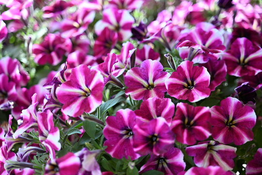 Surfinia fuxia e bianca, fiore estivo coloratissimo