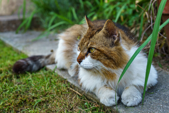 A fluffy calico cat with green eyes lies on a concrete path next to green grass, looking off to the side. - Powered by Adobe