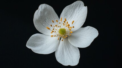 A delicate white anemone flower against a black background, with a single yellow stamen at its center.
