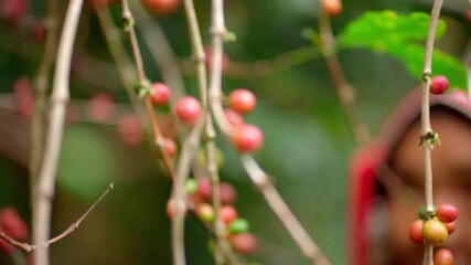 08 Coffee Bean in Thailand - Powered by Adobe