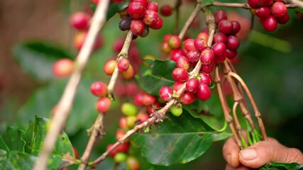 09 Coffee Bean in Thailand - Powered by Adobe