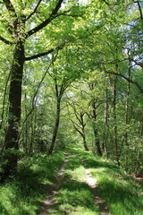 Footpath through peat bog landscape